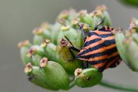 Graphosoma italicum