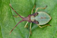 Gonocerus acuteangulatus