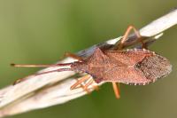 Gonocerus acuteangulatus