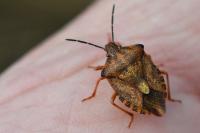 Carpocoris purpureipennis