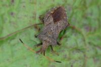 Coreus marginatus