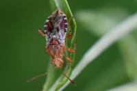 Rhopalus subrufus