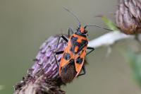 Corizus hyoscyami