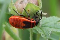 Pyrrhocoris apterus