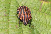 Graphosoma italicum