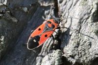 Melanocoryphus albomaculatus