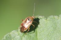 Lygus pratensis
