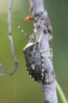 Rhaphigaster nebulosa