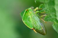 Stictocephala alta