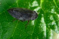 Philaenus spumarius