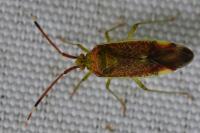 Pantilius tunicatus