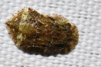 Ledra aurita