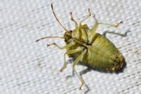 Elasmucha grisea