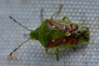 Cyphostethus tristriatus