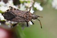 Ceraleptus gracilicornis