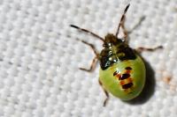 Acanthosoma haemorrhoidale