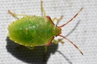 Acanthosoma haemorrhoidale