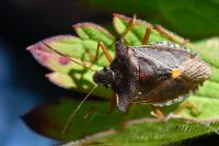 Pentatoma rufipes