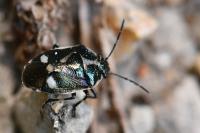 Eurydema oleracea