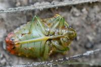Elasmucha grisea