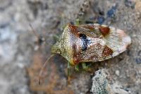 Elasmucha grisea