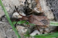 Coriomeris denticulatus