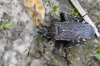 Ceraleptus gracilicornis