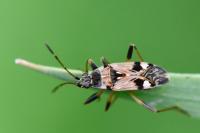 Beosus maritimus