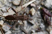 Camptopus lateralis