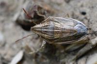 Aelia acuminata
