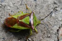 Acanthosoma haemorrhoidale