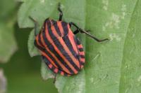 Graphosoma italicum