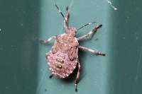 Halyomorpha halys