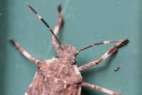 Halyomorpha halys