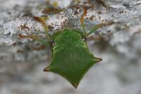 Stictocephala alta