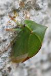 Stictocephala alta