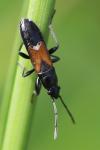 Pterotmetus staphyliniformis