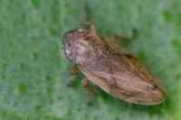 Philaenus spumarius