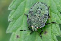 Palomena prasina