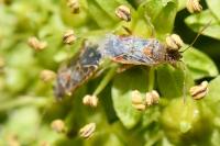 Liorhyssus hyalinus