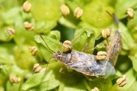 Liorhyssus hyalinus