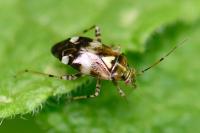 Liocoris tripustulatus