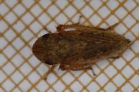 Aphrodes makarovi