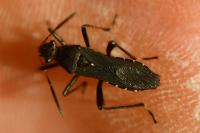 Alydus calcaratus