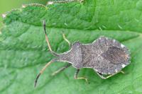 Enoplops scapha