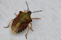 Carpocoris purpureipennis