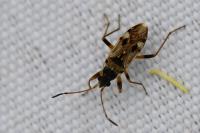 Beosus maritimus