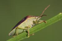 Piezodorus lituratus