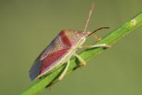 Piezodorus lituratus