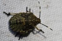 Rhaphigaster nebulosa